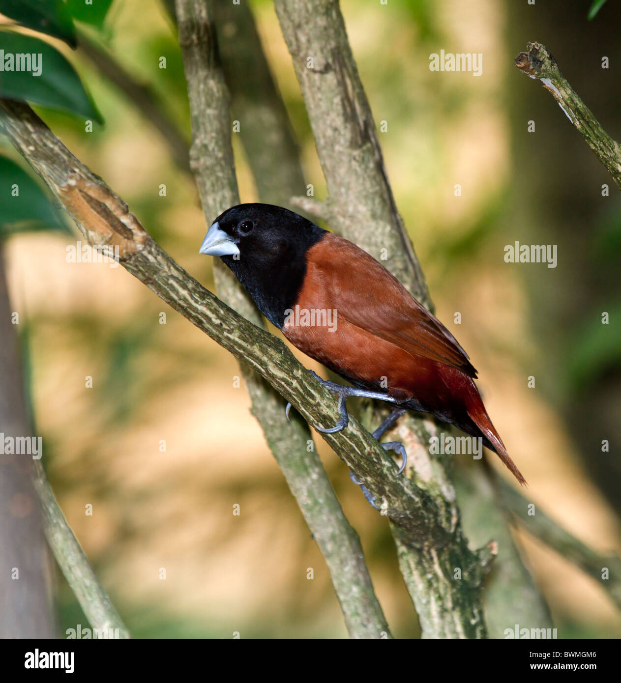 A testa nera Munia, Lonchura atricapilla. Gregaria mangiare semi di uccelli nel finch la famiglia. Malaysia. Foto Stock