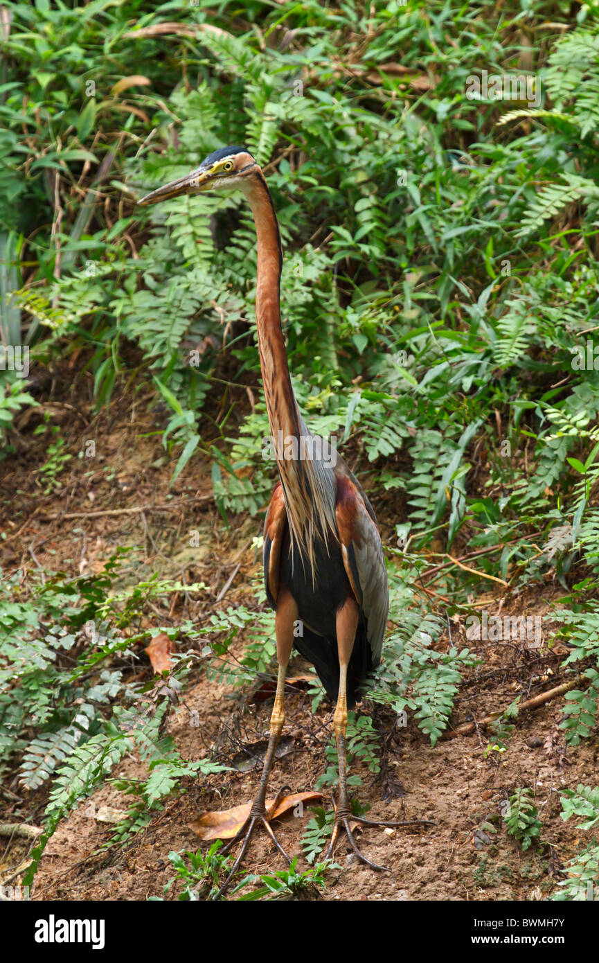 Airone rosso (Ardea purpurea), probabilmente Ardea purpurea manilensis. Grandi trampolieri con un lungo e sottile, snake-come il collo. Foto Stock