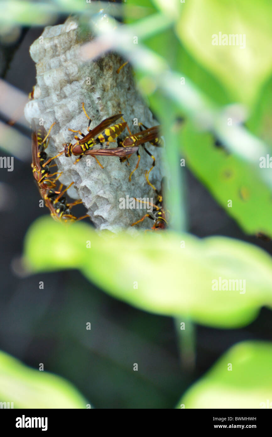 Vespe su un nido Foto Stock