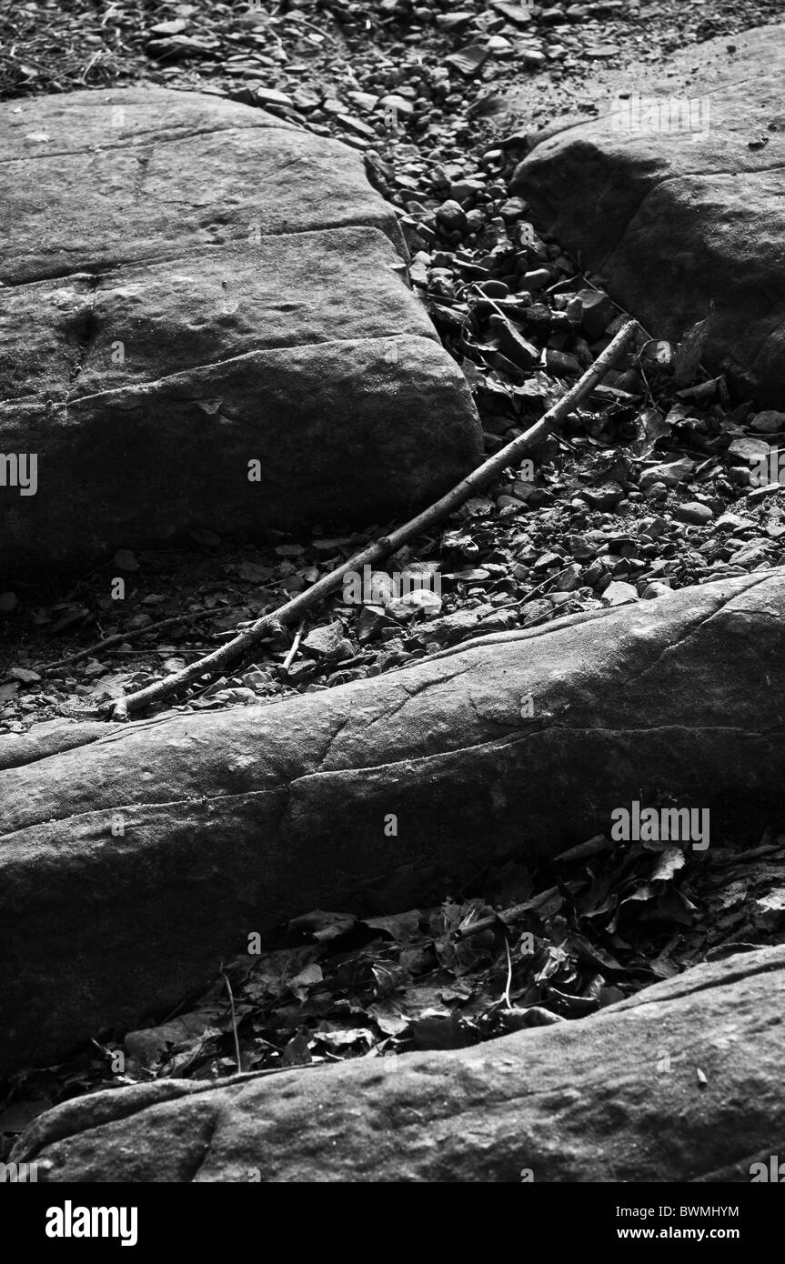 Un ramoscello accoccolato tra una roccia e un posto difficile. Foto Stock