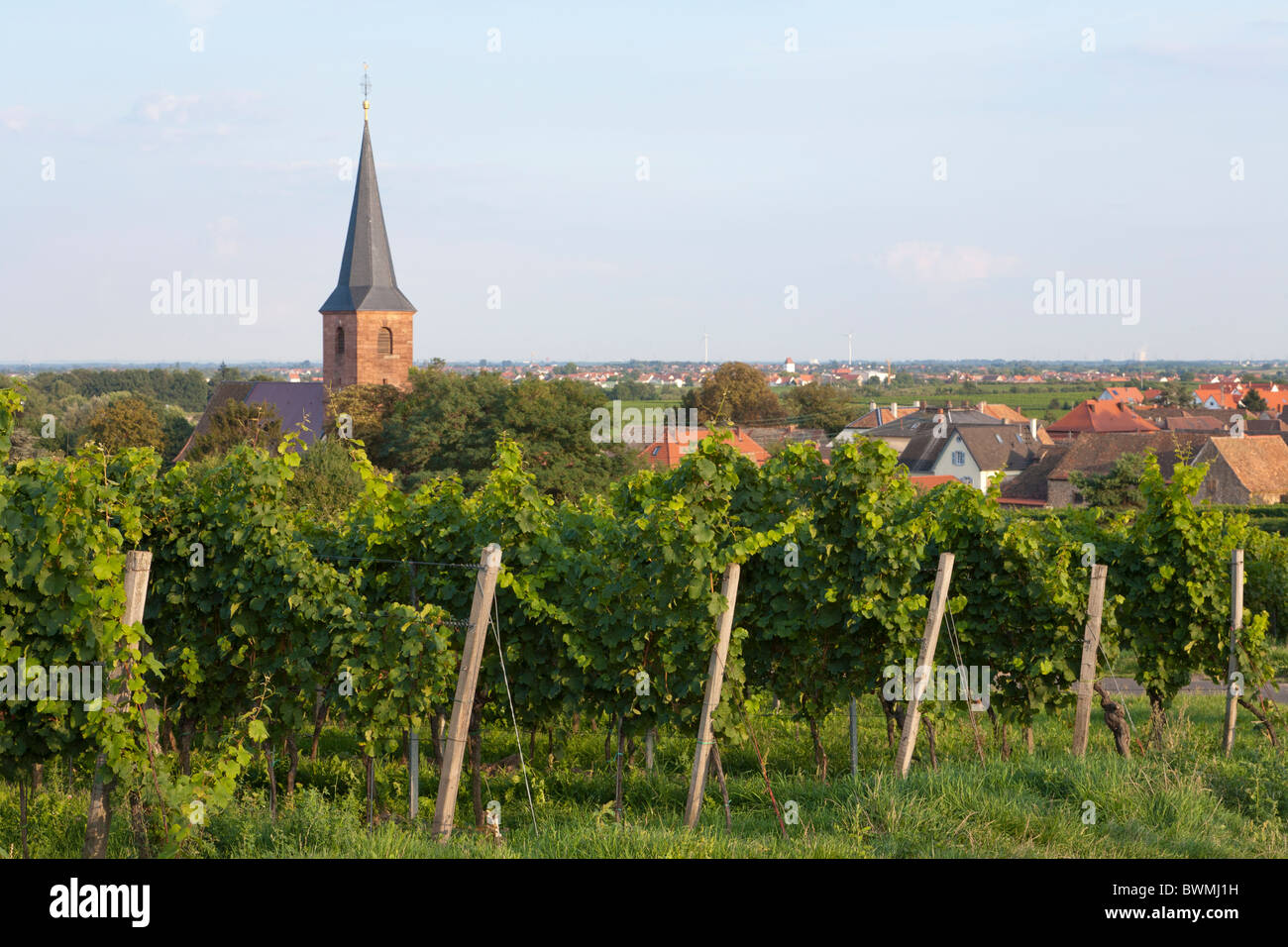 Vigneto, FORST, strada del vino, Pfalz, RENANIA-PALATINATO, Germania Foto Stock