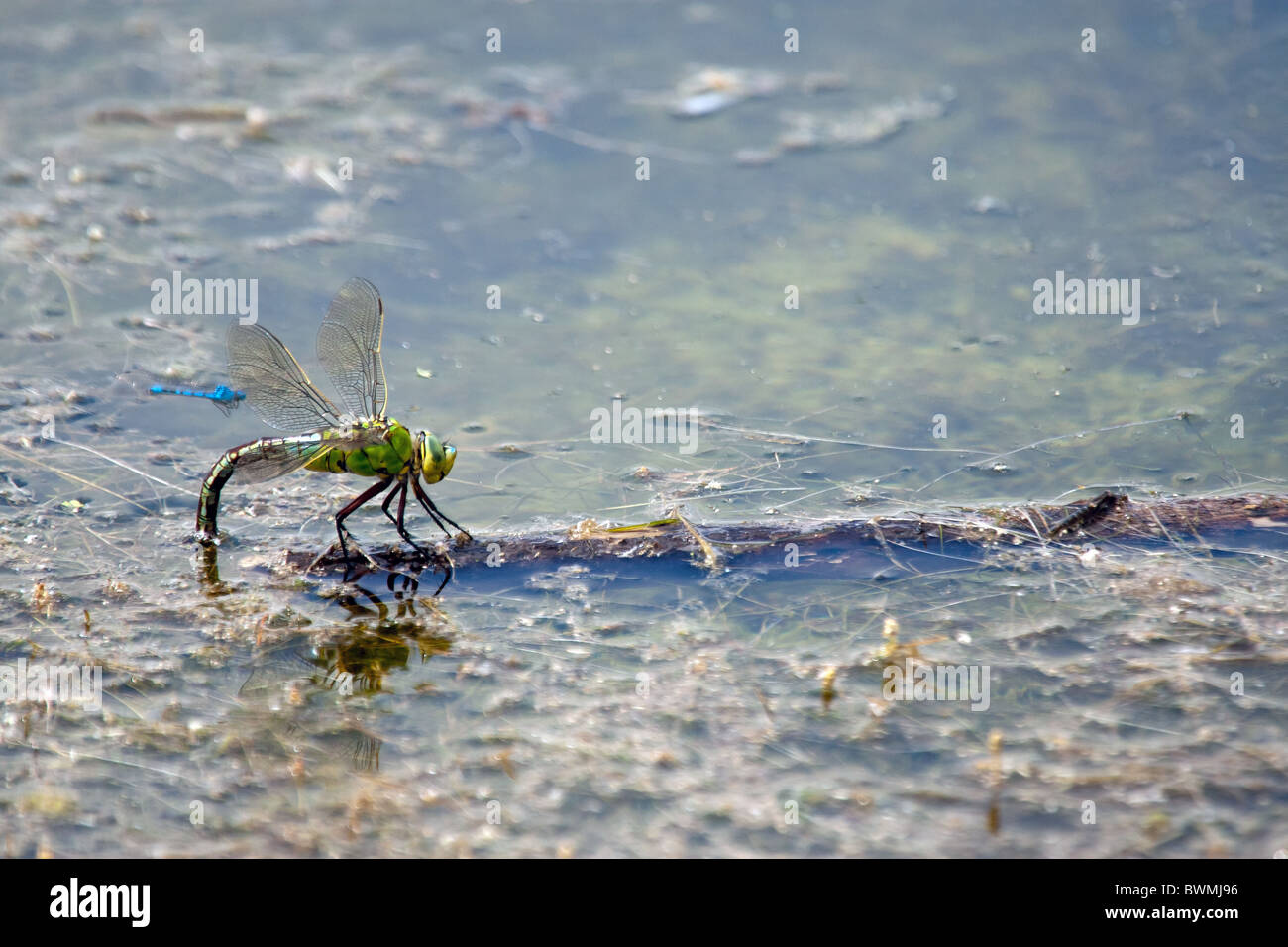 Un imperatore Dragonfly oviposting uova di vegetazione al di sotto della superficie di un invaso ghiaia pit. Damselflies blu può anche essere visto Foto Stock