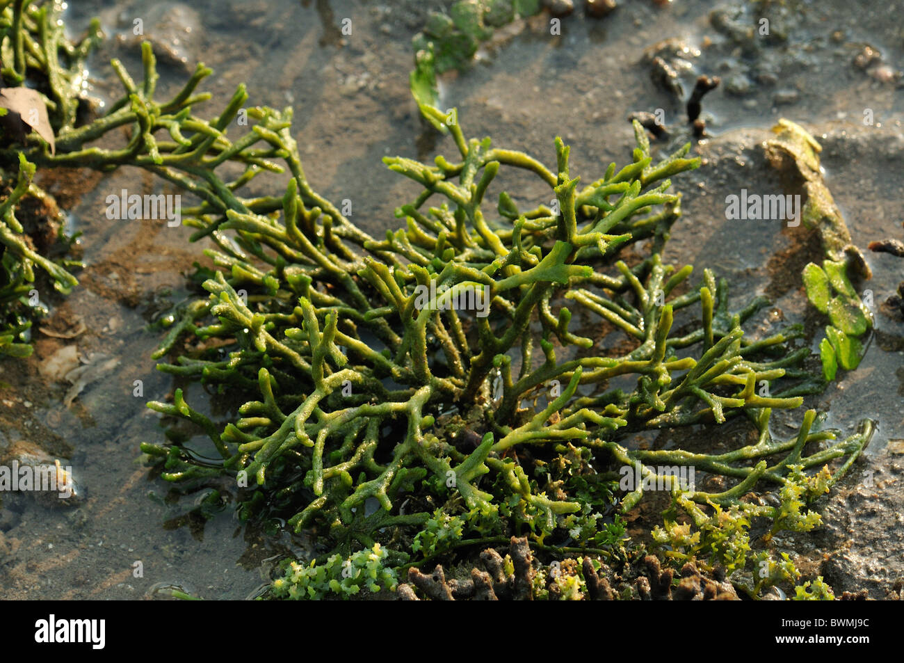 Holey spugna Ceratodictyon alghe spongiosum, Lomentariaceae, alghe mangrovie spiaggia della Baia di Munjangan, Bali, Indonesia, Asia Foto Stock