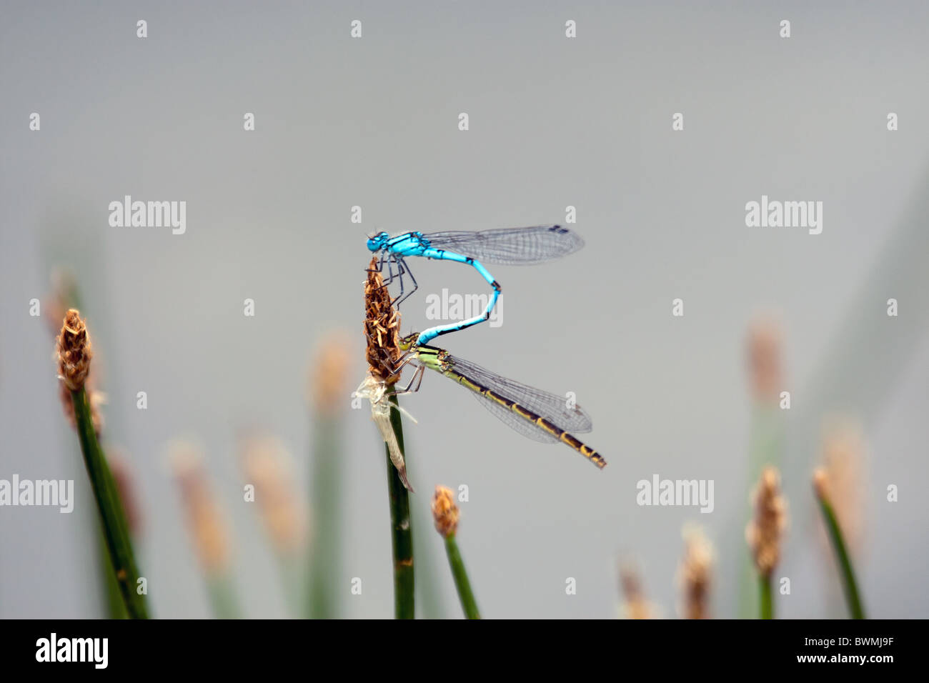 Damselflies blu (Bluets) in un abbraccio di accoppiamento su canne da uno stagno in estate Foto Stock