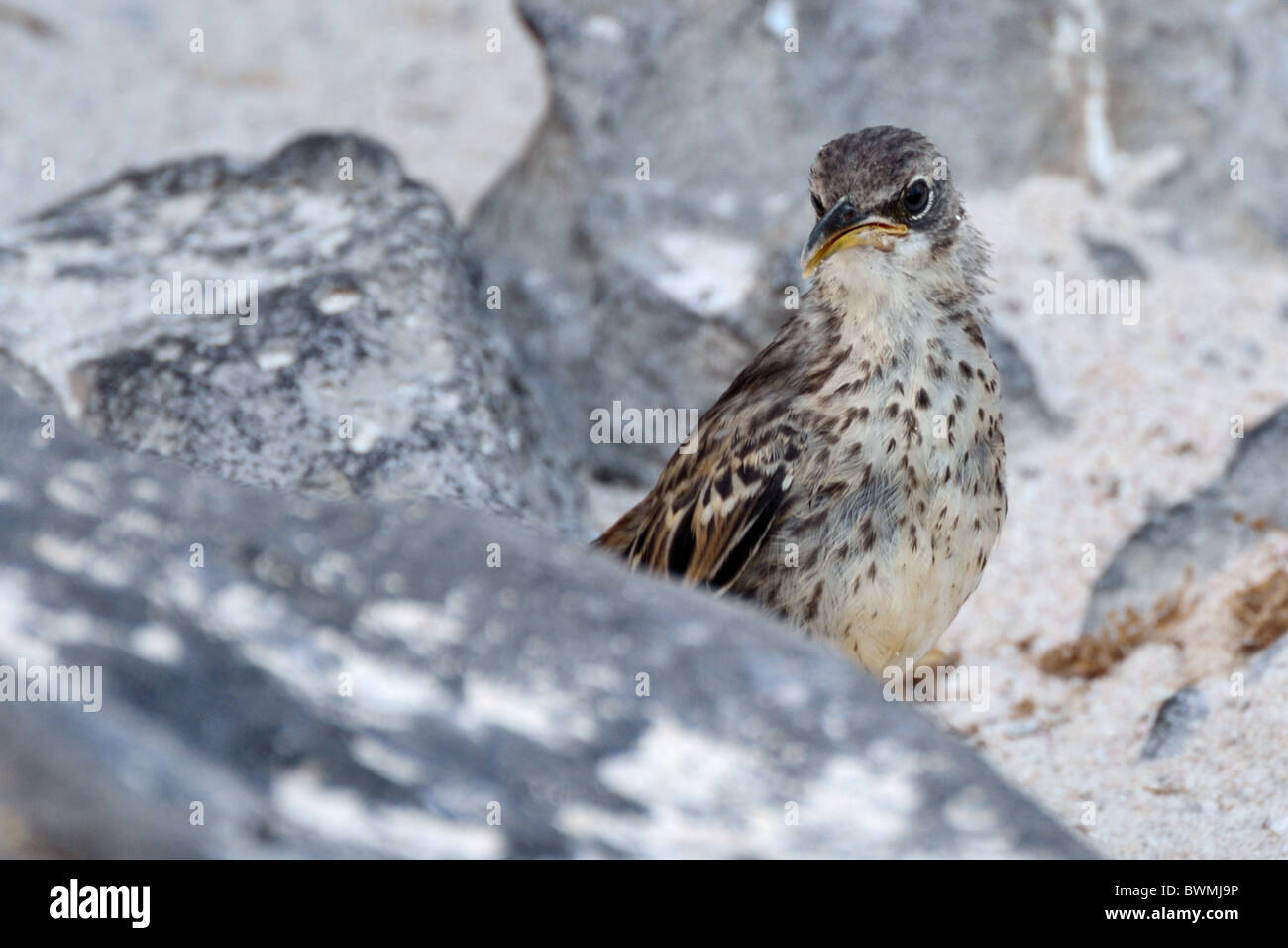 Il cofano Mockingbird Foto Stock