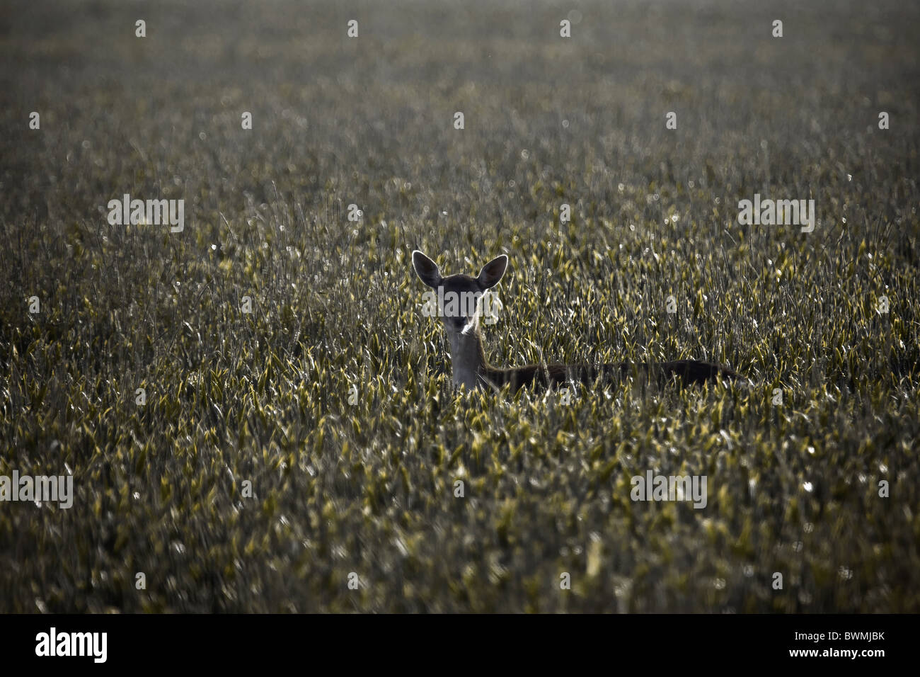 Un daino in campi di fattoria nel primo mattino Foto Stock