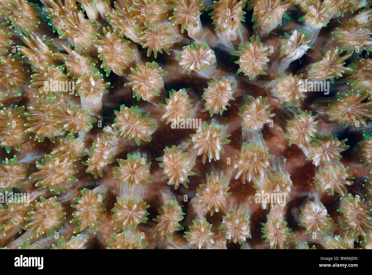 Galaxy Coral Galaxa fascicularis, Tulamben, Bali, Indonesia, Indo-pacifico Foto Stock
