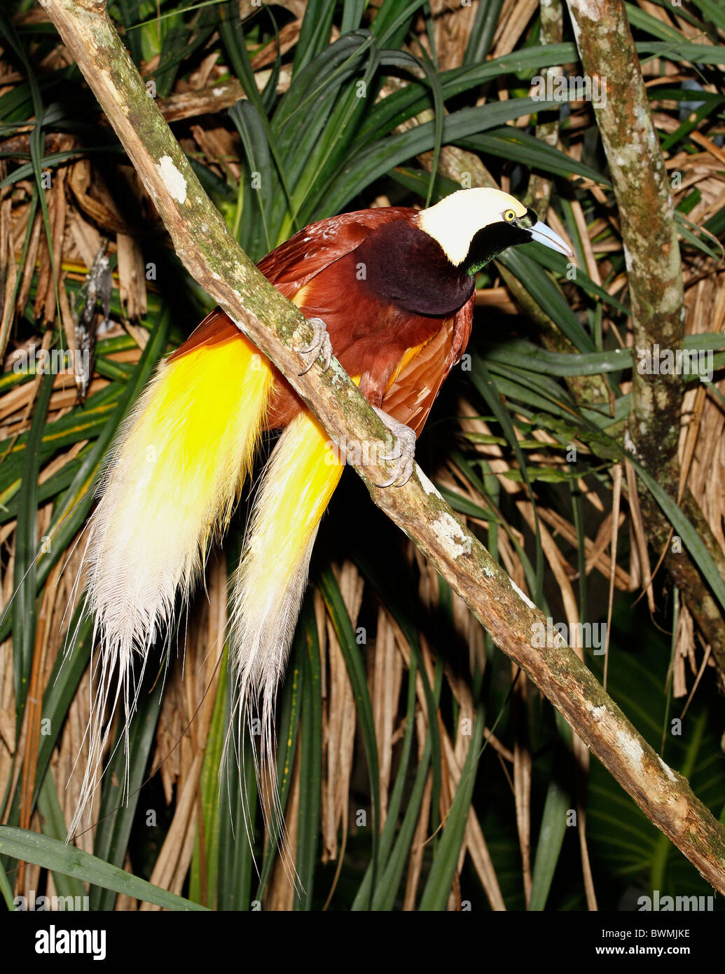 Maggiore uccello del paradiso, Paradisaea apoda, trovati in Papua Nuova Guinea e in alcune parti dell'Indonesia. Sembra essere un maschio Foto Stock