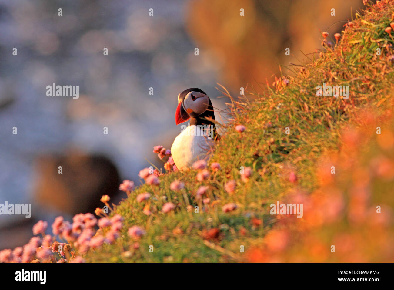 Regno Unito Scozia Puffin a nido scavano nella luce della sera al tramonto Foto Stock