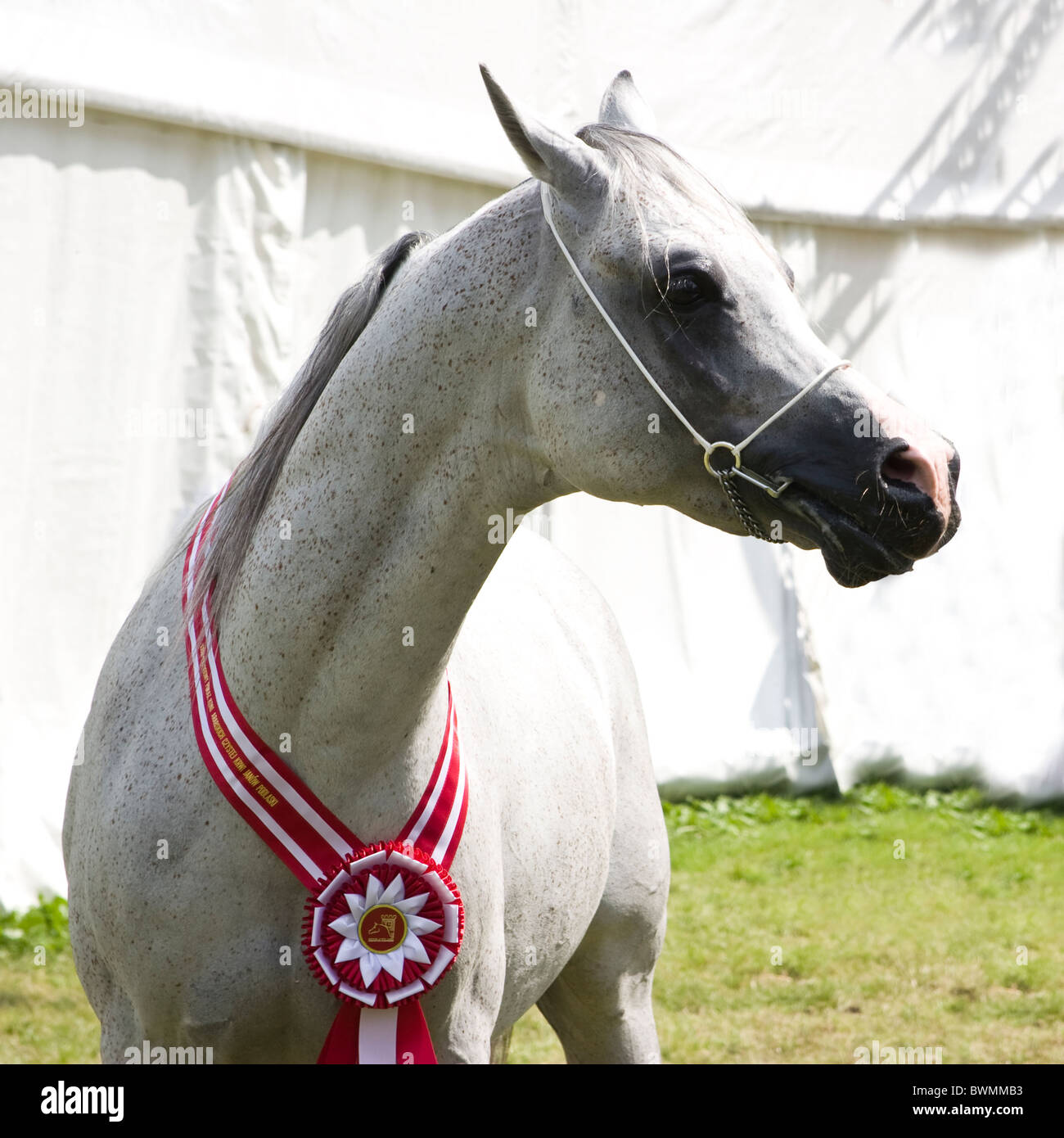 Ritratto di cavallo grigio campione con corona rossa- Janow Podlaski agosto 2010 la Polonia Foto Stock