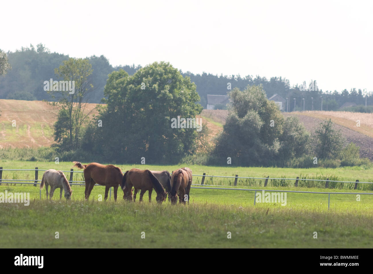 Famoso prigioniero del cavallo arabo in Janow Podlaski Agosto 2010 Foto Stock