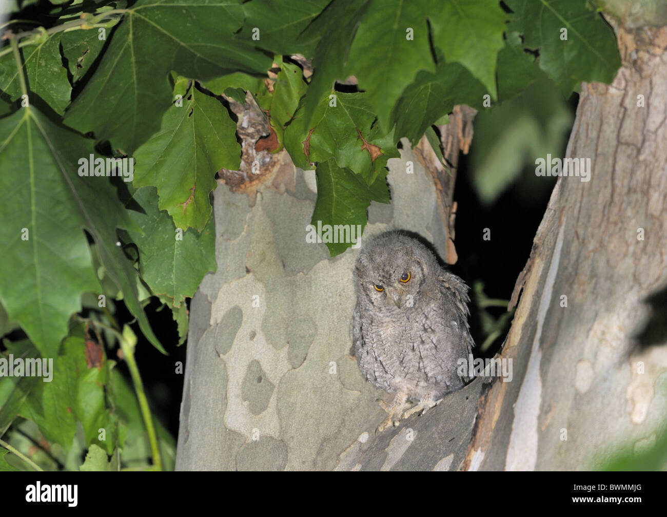 Assiolo - Eurasian assiolo - europeo assiolo (Otus scops) chick avendo lasciato il nido in attesa di un adulto per essere alimentato Foto Stock