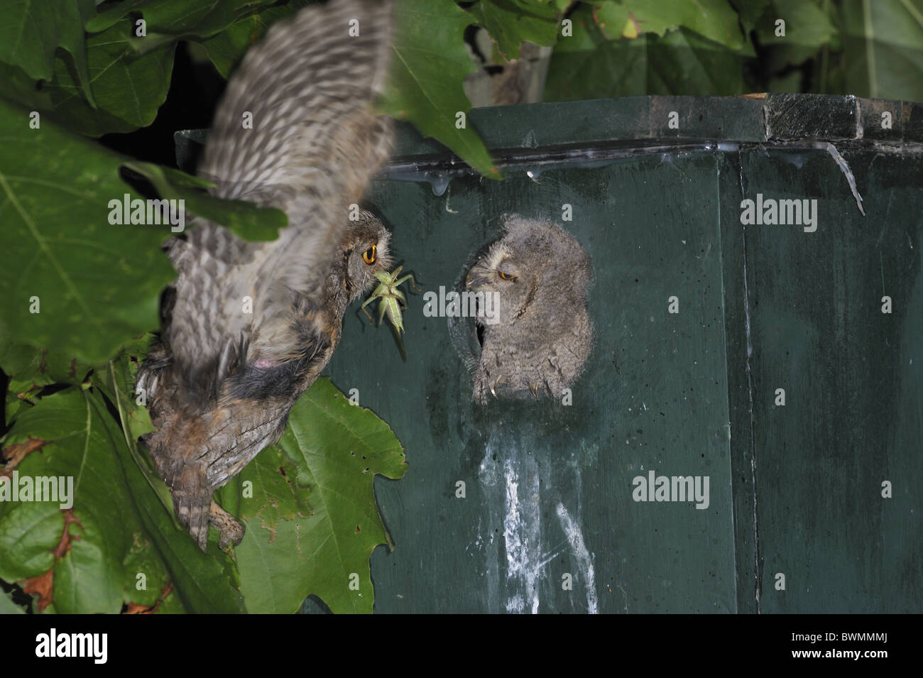 Assiolo - Eurasian assiolo - europeo assiolo (Otus scops) adulto portando in preda al pulcino di alimentazione Foto Stock