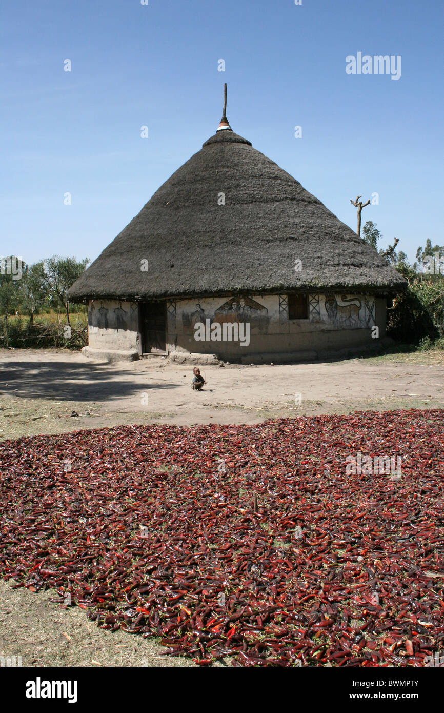 Peperoncini di essiccamento al di fuori della capanna dipinti di Alaba tribù, nr Kulito, Etiopia Foto Stock