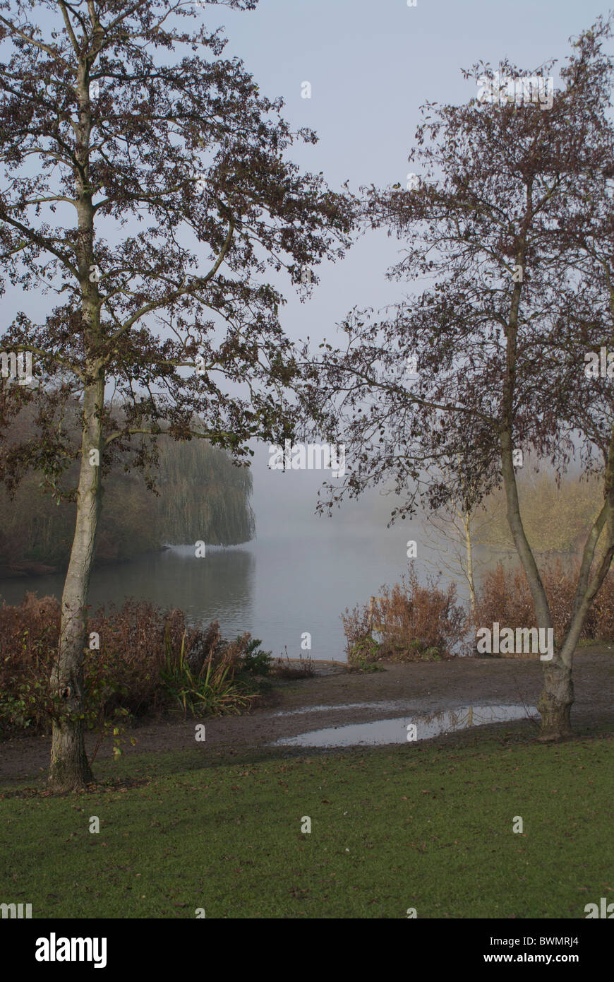 Misty Lake e alberi scena Foto Stock