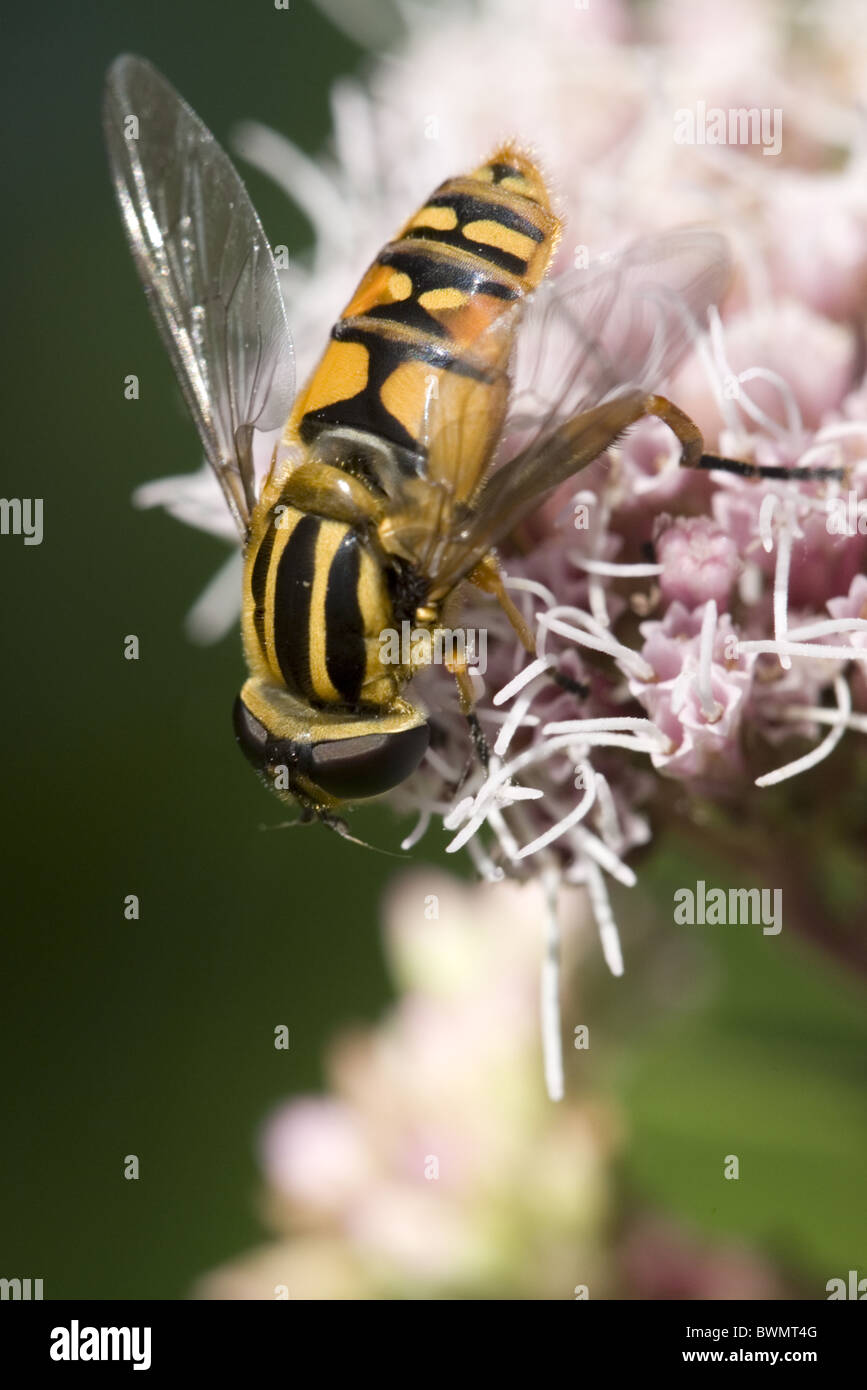 La hoverfly/flowerfly Helophilus pendulus sulla canapa Agrimony (Eupatorium cannabinum), Bleskensgraaf, South-Holland, Paesi Bassi Foto Stock