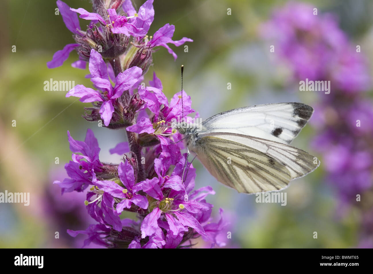 Verde-bianco venato (Sarcococca napi) su Purple Loosestrife (Lythrum salicaria), Bleskensgraaf, South-Holland, Paesi Bassi Foto Stock