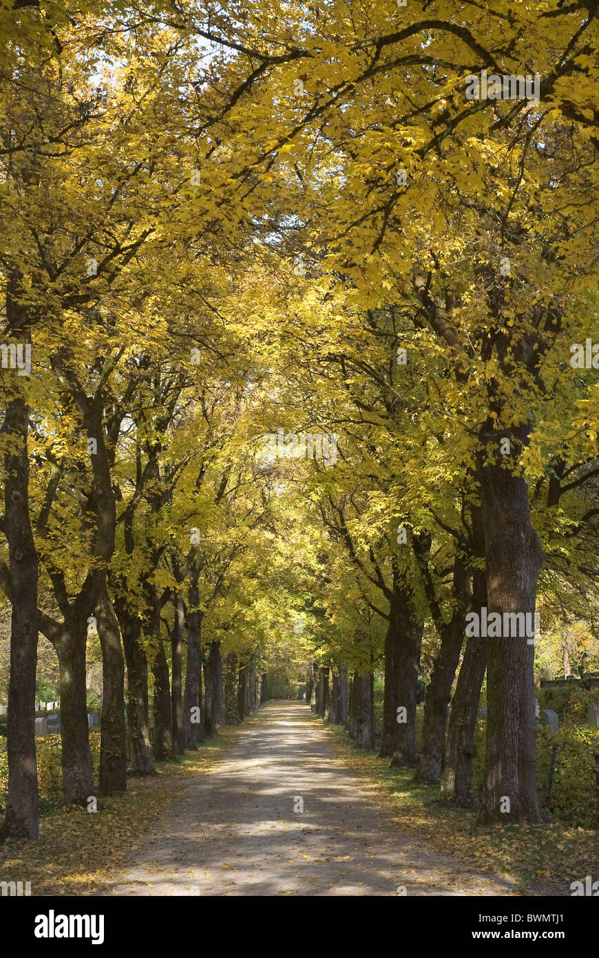 Viale alberato strada di campagna con il colorato paesaggio autunnale Foto Stock