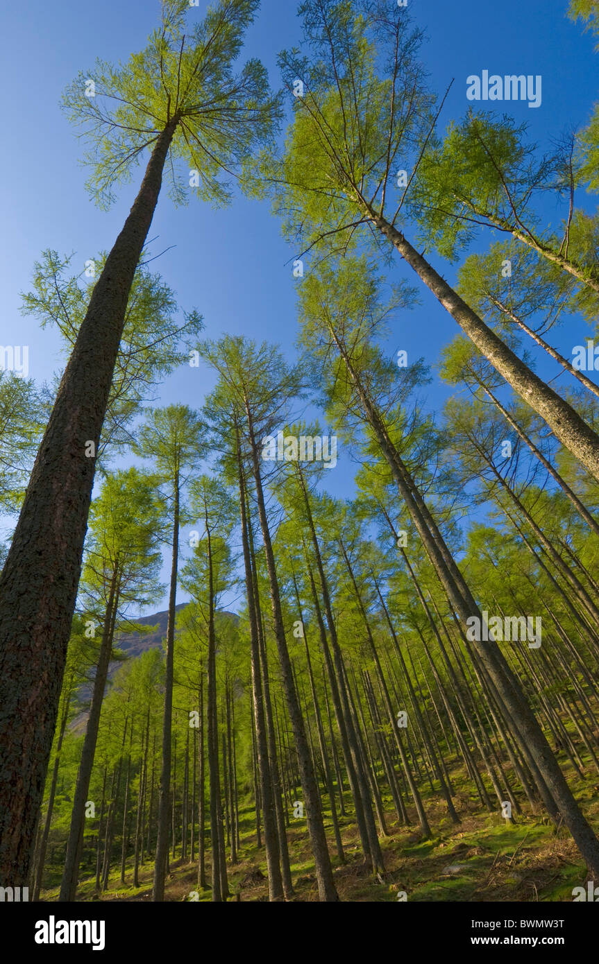 Alberi di pino in crescita di circa Buttermere, Lake District, Cumbria, Inghilterra, GB, Regno Unito e Unione europea, Europa Foto Stock