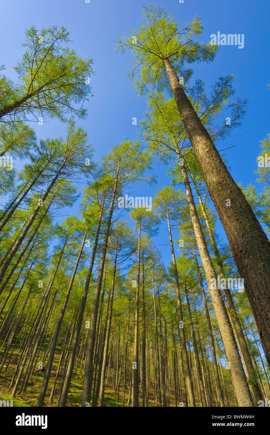 Alberi di pino in crescita di circa Buttermere, Lake District, Cumbria, Inghilterra, GB, Regno Unito e Unione europea, Europa Foto Stock