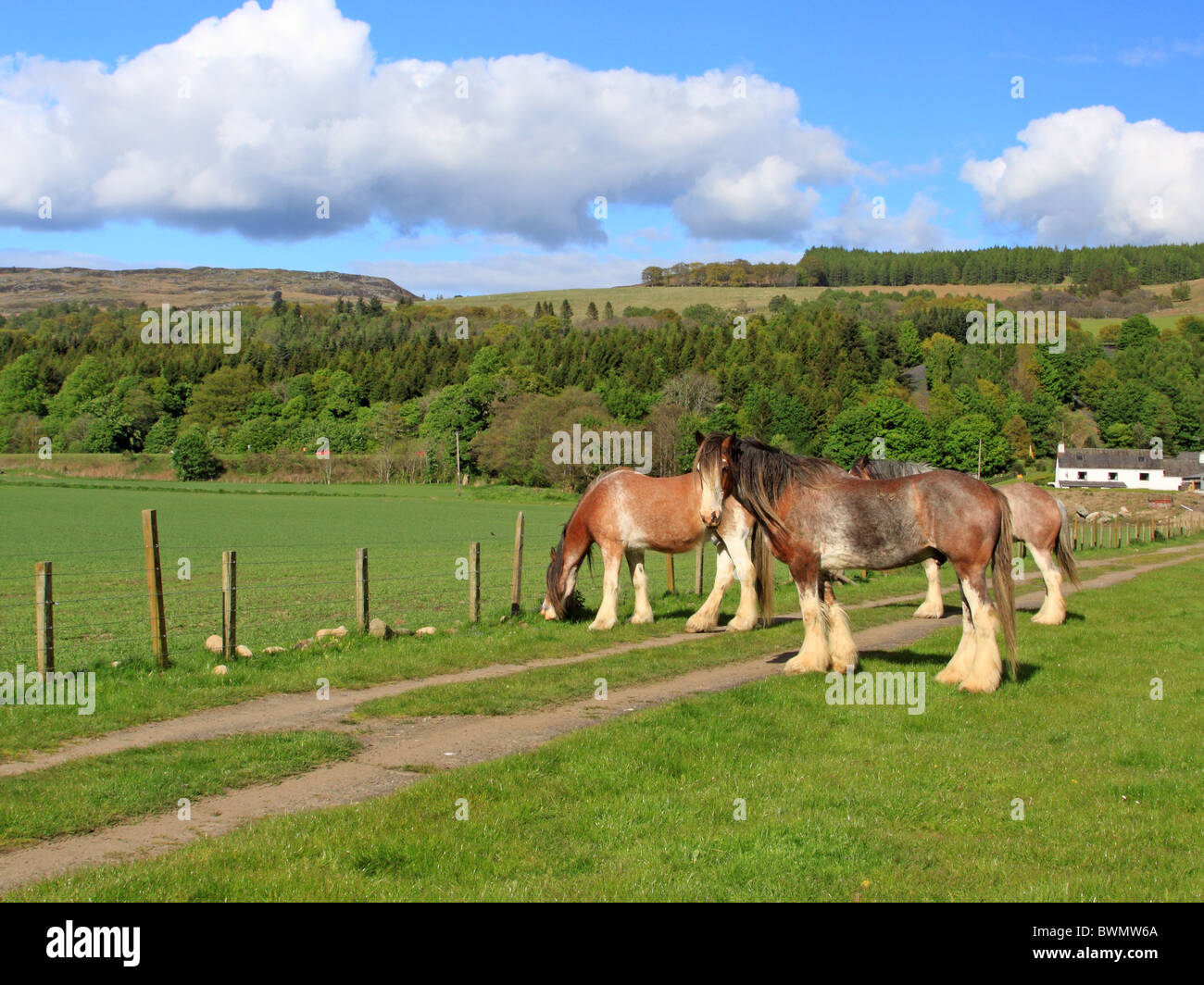 Regno Unito Scozia Tayside Perthshire Shire cavalli alla Fattoria Dowally Tay Valley Foto Stock