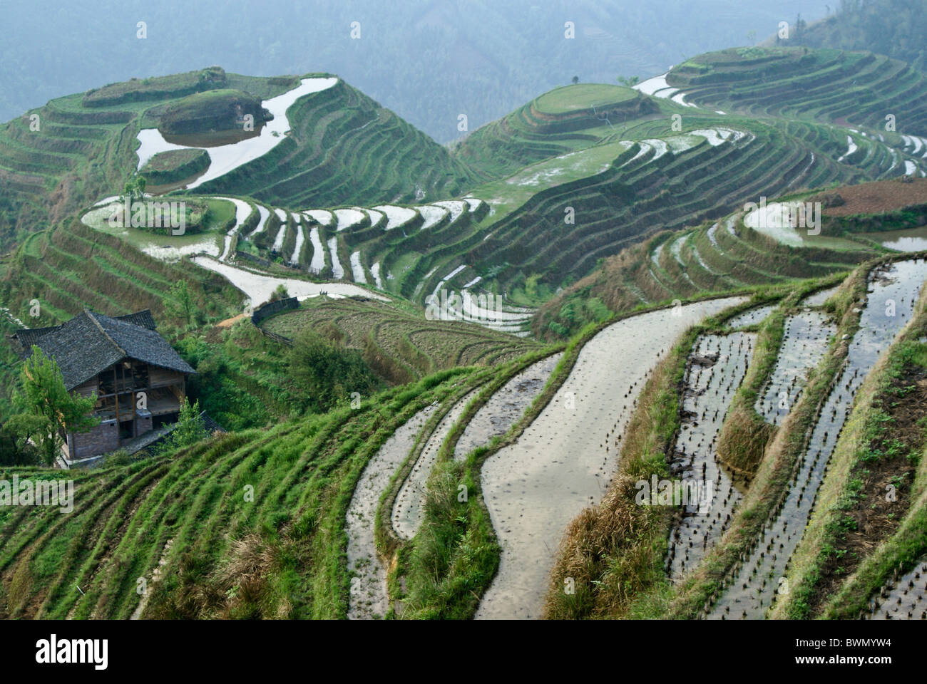 Terrazze di riso di Longsheng, Guangxi, Cina Foto Stock