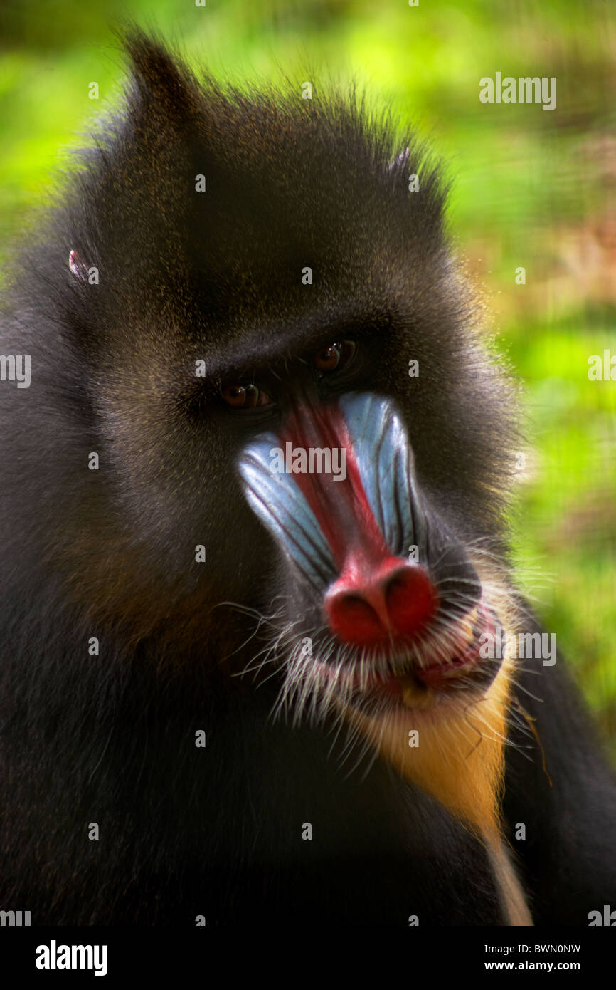 Ritratto del babbuino Foto Stock