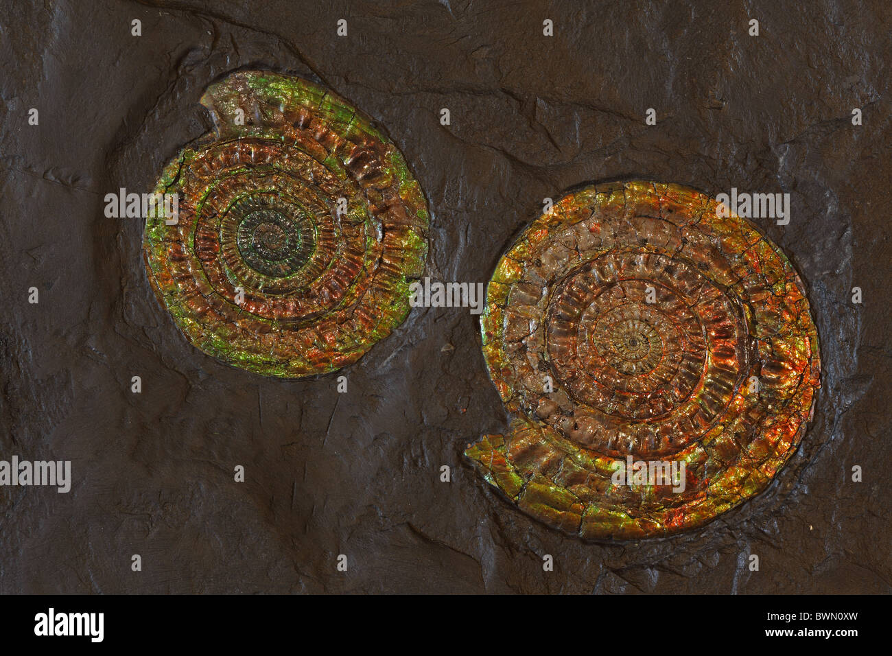 Ammoniti fossili - Coccosteus cuspidata - Metà Devoniano - Caithness - Scozia Foto Stock