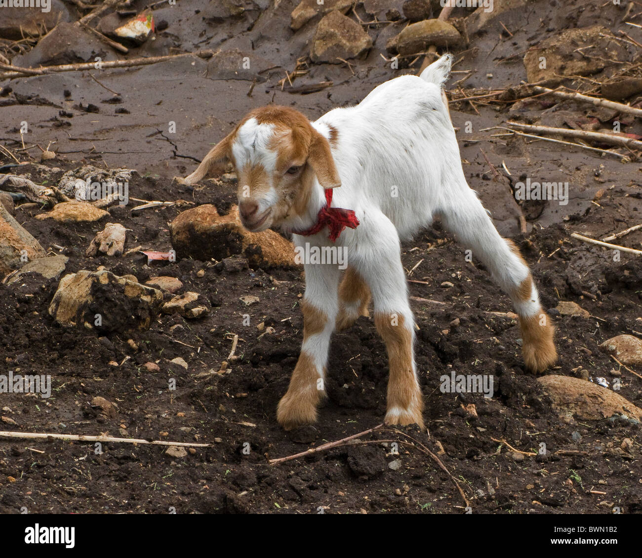 Un bambino gioca di capra nel fango in un villaggio della Tanzania. Foto Stock