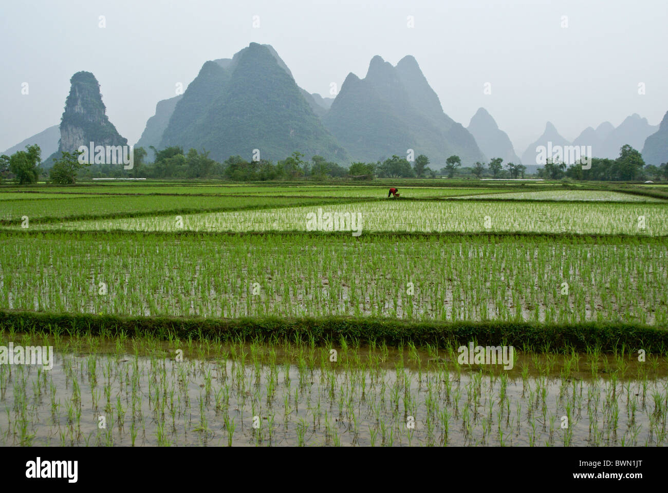 Le risaie e il paesaggio carsico del Guangxi, Cina Foto Stock