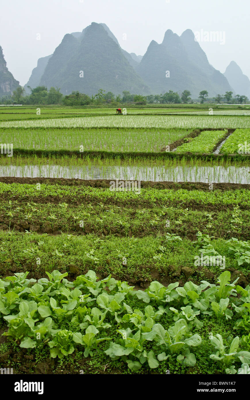 Le risaie e il paesaggio carsico del Guangxi, Cina Foto Stock
