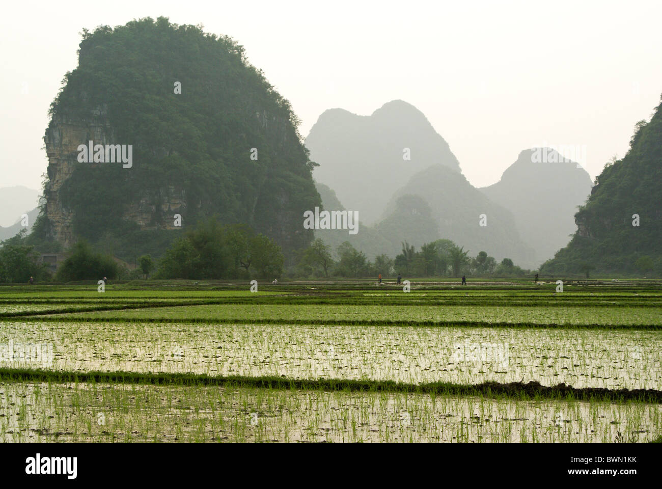 Le risaie e il paesaggio carsico del Guangxi, Cina Foto Stock