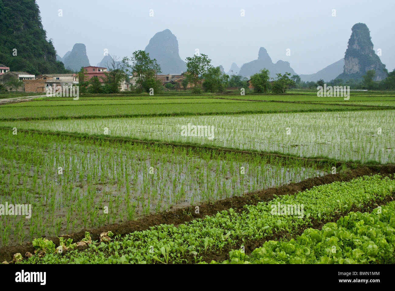 Le risaie e il paesaggio carsico del Guangxi, Cina Foto Stock