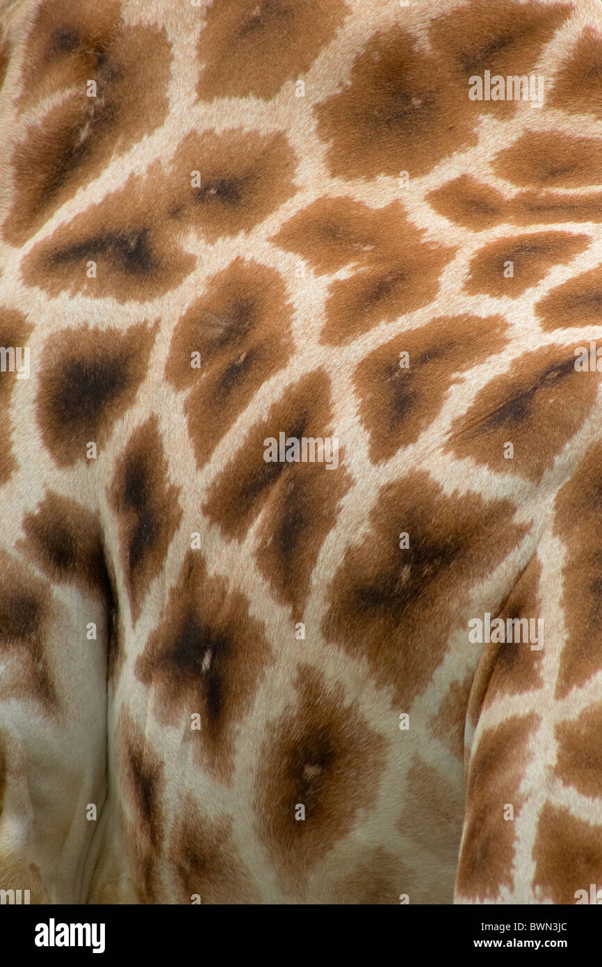 Giraffa modello di pelle Foto Stock