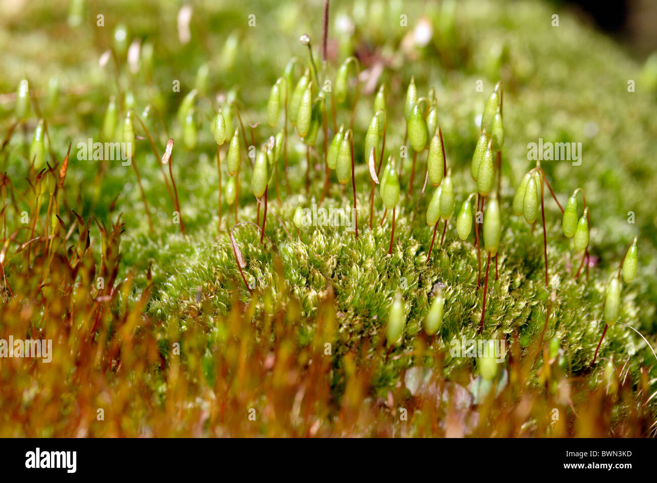 Maggiore filettatura aggrovigliati moss (Bryum capillare) con capsule di spore Foto Stock