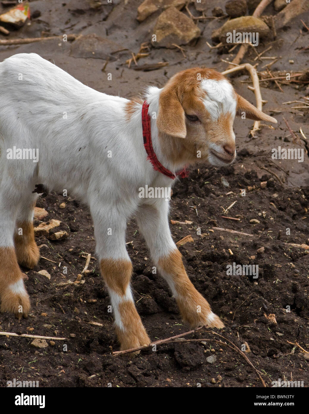 Un giovane capra bambino gioca nel fango. Foto Stock
