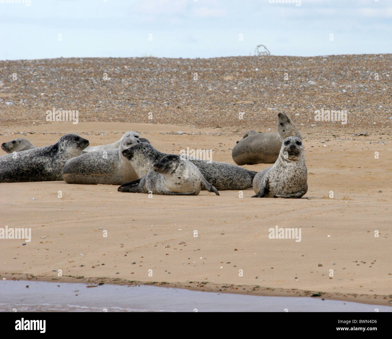 Un gruppo di tenuta grigio recante sulla spiaggia al punto Blakney Norfolk East Anglia Foto Stock