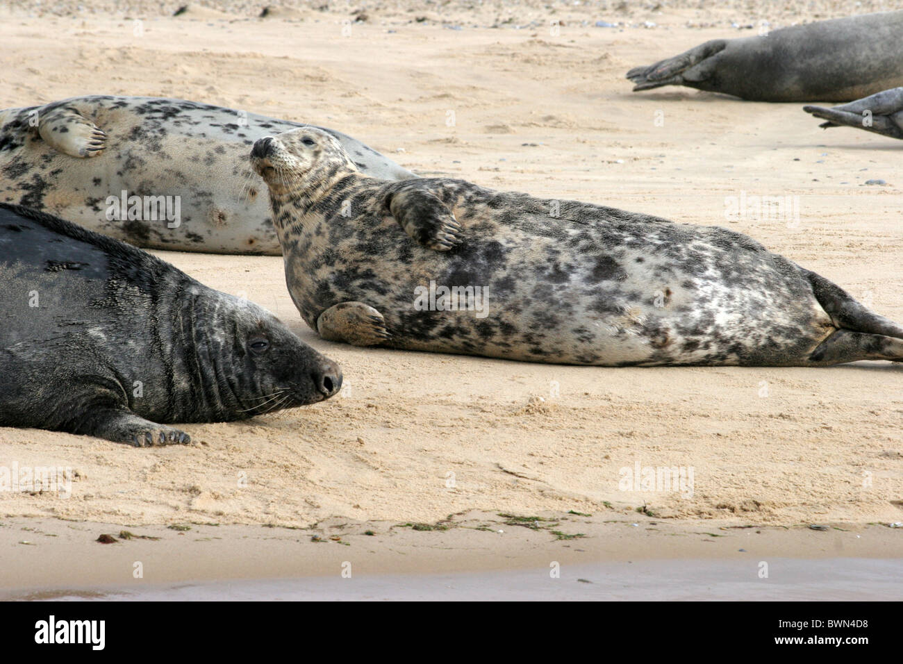 Un gruppo di tenuta grigio recante sulla spiaggia Foto Stock