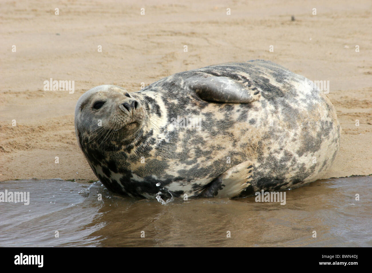 Grigio di un sigillo recante sulla spiaggia Foto Stock