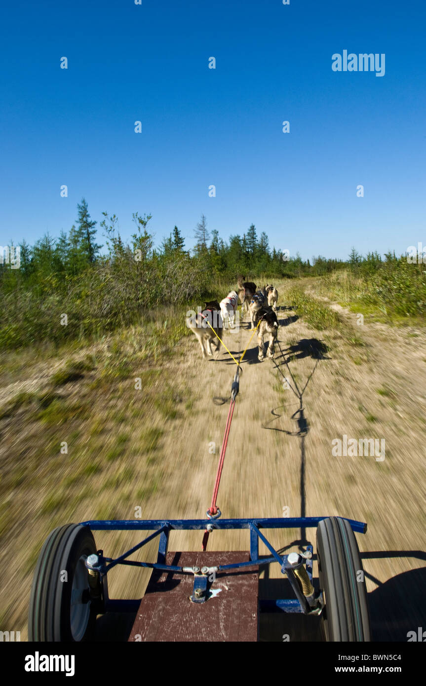 Slittino con cani in estate, Cape Merry, Churchill, Manitoba. Foto Stock