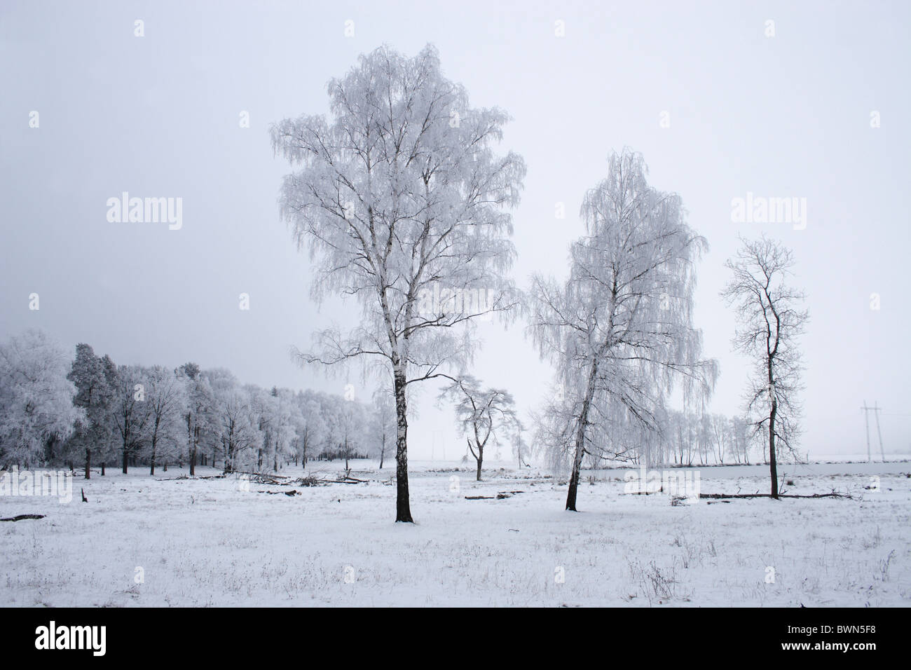 La Russia Snegiri Regione di Mosca viaggio viaggio Europa Tree gelo della neve in inverno freddo bianco congelati brina freddo Foto Stock