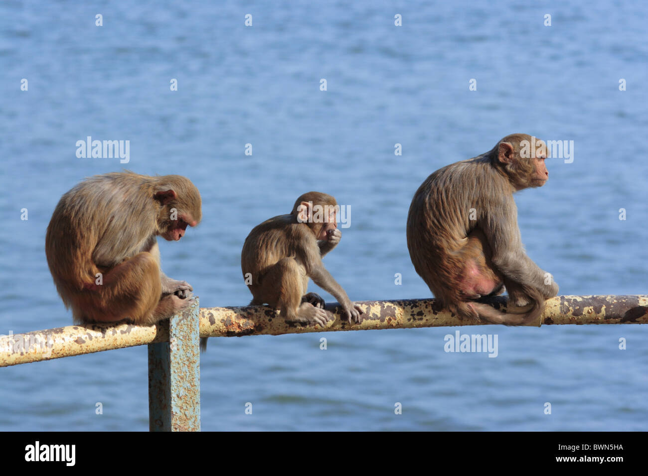 India Varanasi indù città santo Ganges Ganga viaggio viaggio Asia asian Benares Benaras Banaras Hindu induismo Foto Stock