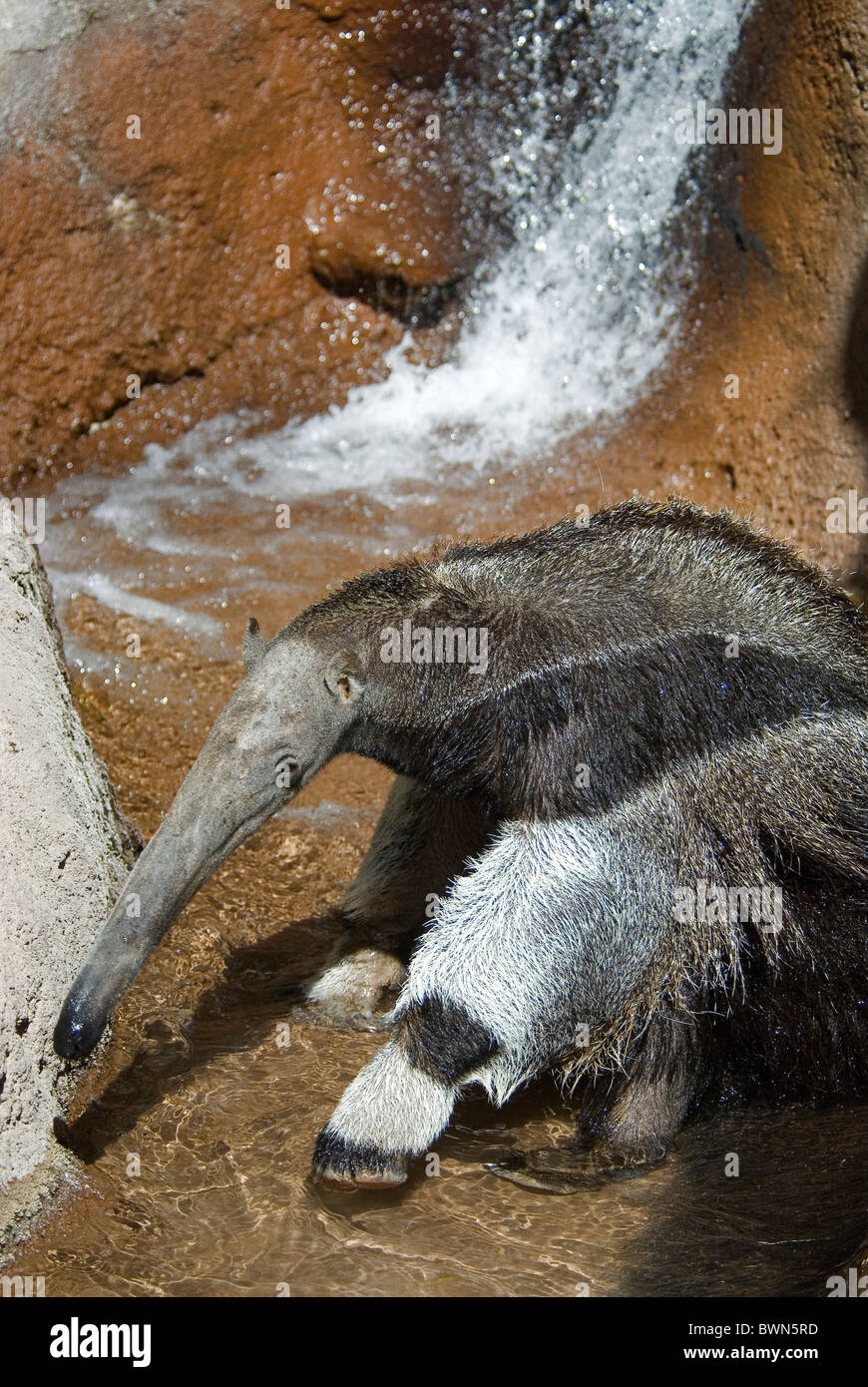 Giant Anteater Myrmecophaga tridactyla acqua zoo di roccia Foto Stock