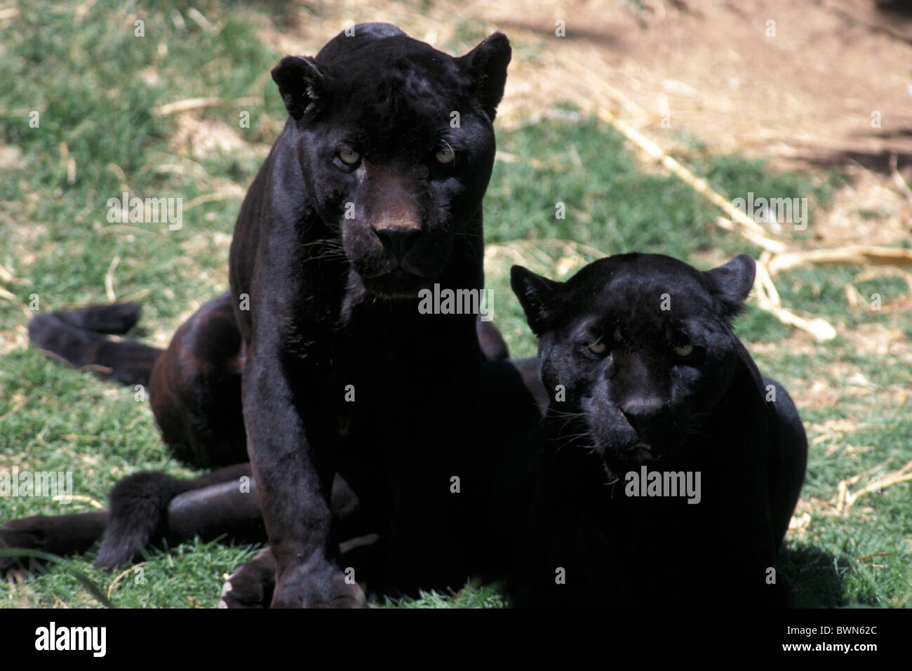 Jaguar Panthera onca nero in due gatti zoo giaguari animale Foto Stock