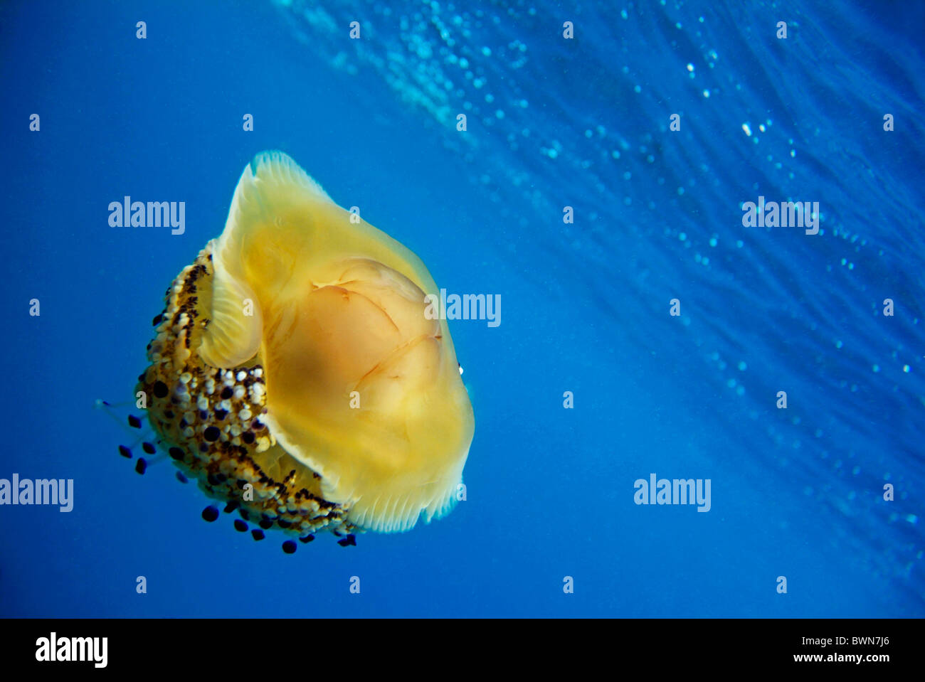 Uovo fritto Medusa (Cotylorhiza tuberculata) nuotare in acque blu, Mare Mediterraneo, Europa Foto Stock