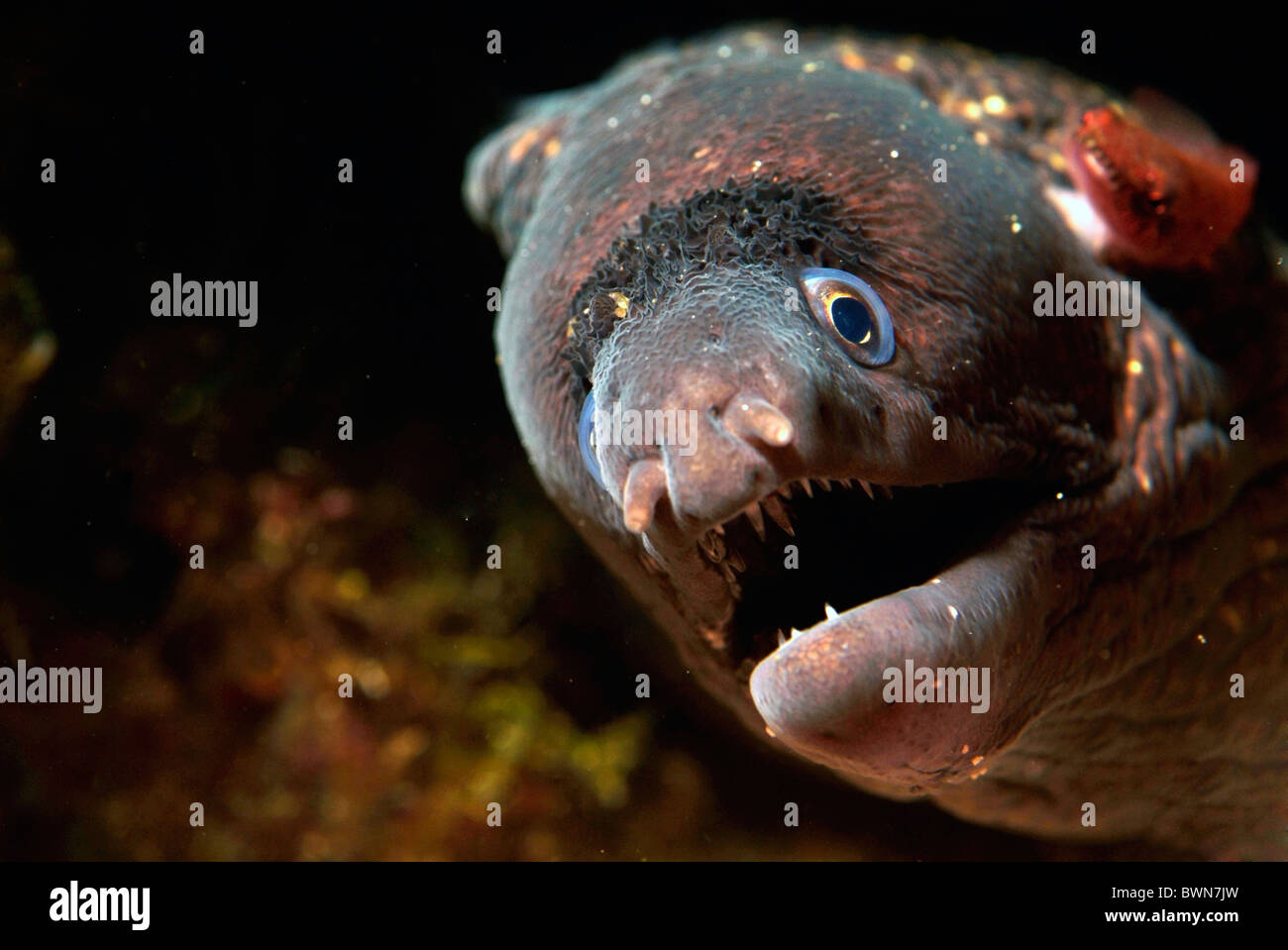 La testa di una murena Muraena helena Foto Stock