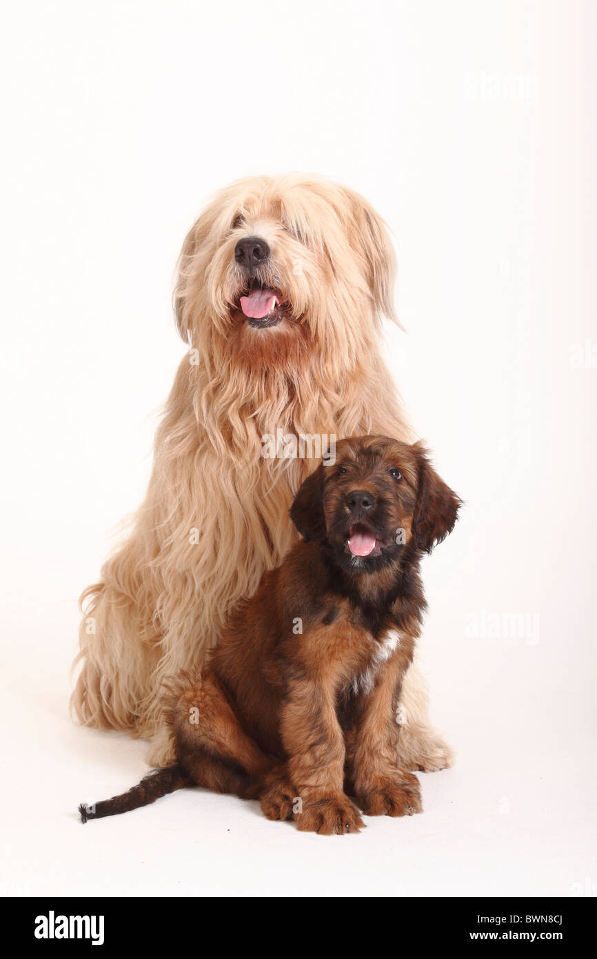 Razza cane (Briard incroci) e Briard, cucciolo, 9 settimane / Berger de Brie Foto Stock