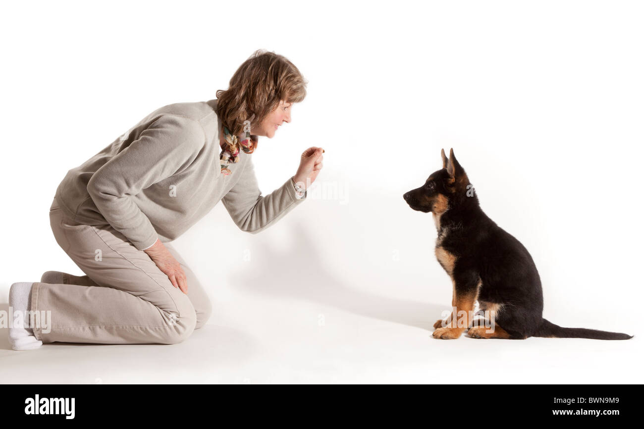 La formazione di un undici settimane vecchio pastore tedesco cucciolo di cane di sedersi Foto Stock