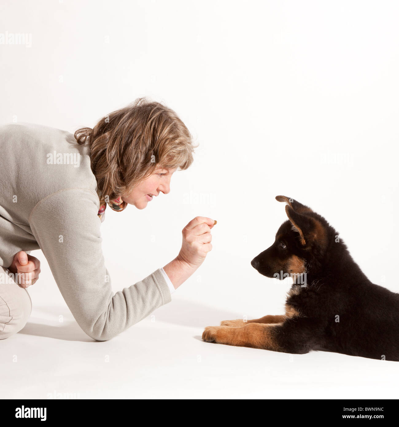 La formazione di un undici settimane vecchio pastore tedesco cucciolo di cane a sdraiarsi Foto Stock