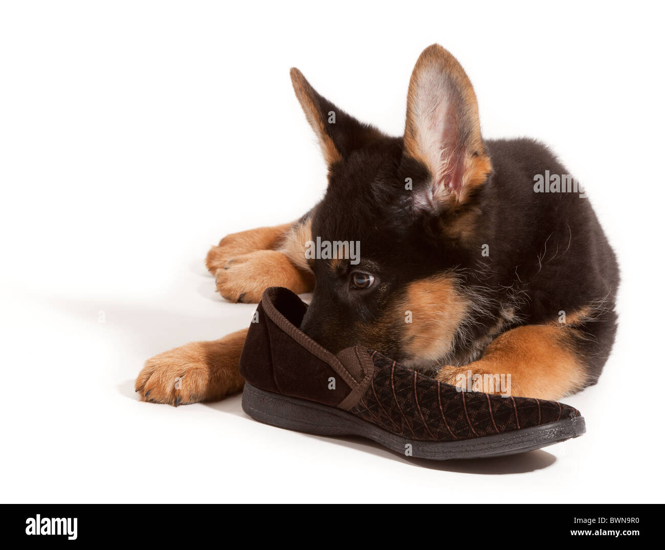 Un undici settimane vecchio pastore tedesco cucciolo di cane masticare una ciabatta Foto Stock